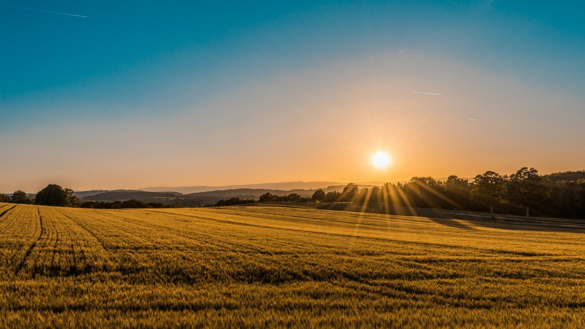 A fiber crop standing in low evening light